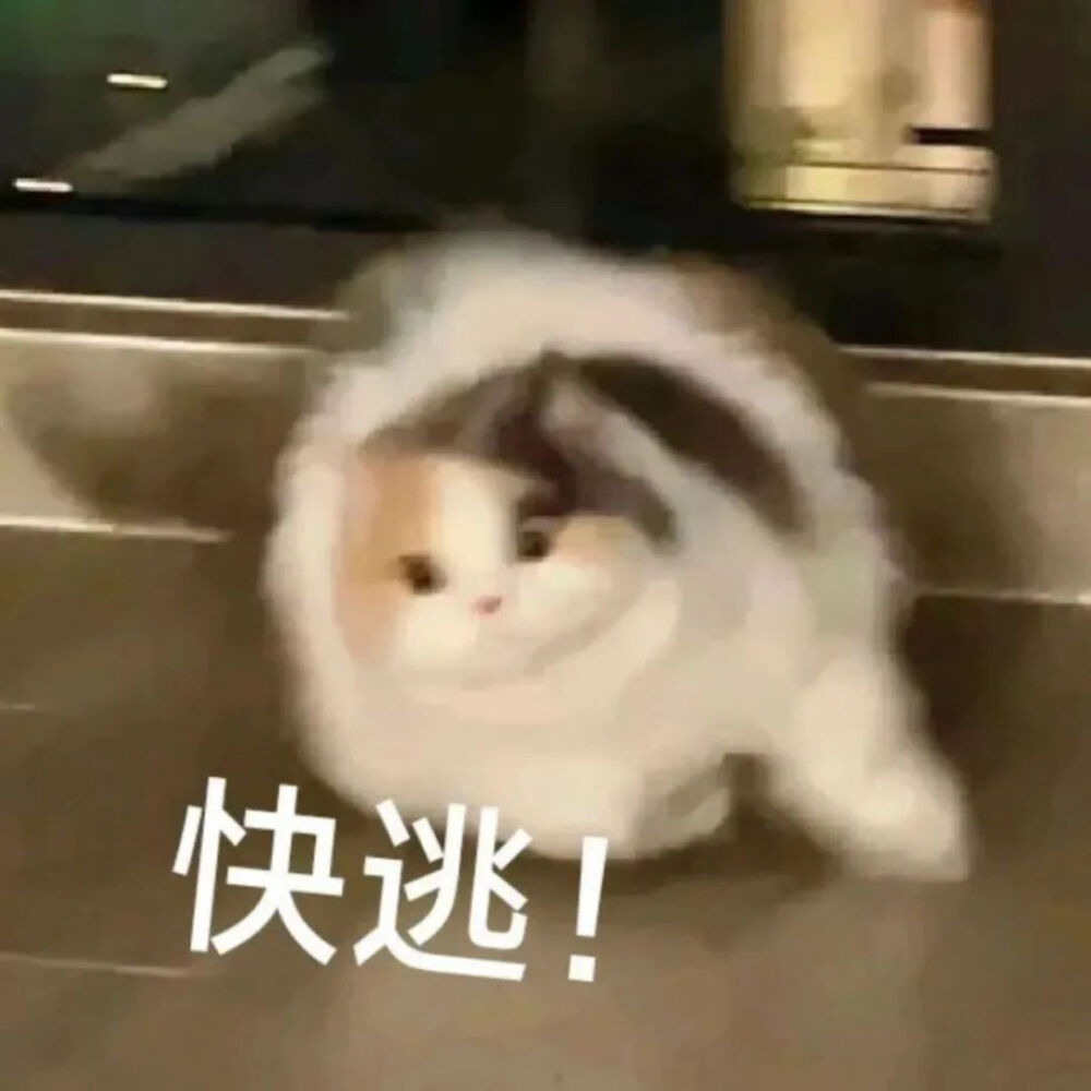 猫猫表情包