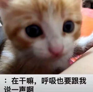拜倒喵
