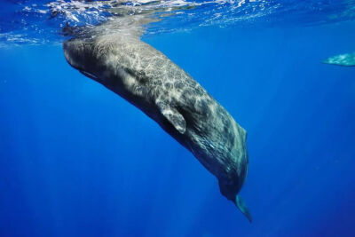 抹香鲸的头部拥有大量的脂肪物质“鲸油”，19世纪的人们将其当作燃油和润滑油使用，因此抹香鲸遭到大量捕杀。图中的抹香鲸拍摄于亚速尔群岛（Azores）。
摄影：布莱恩·斯凯瑞
