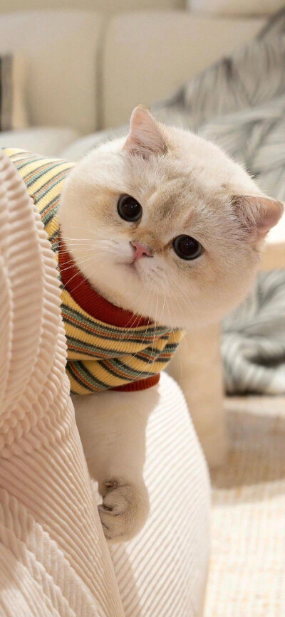 壁纸