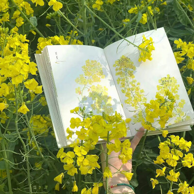 背景图^•͈༝•^ฅ
