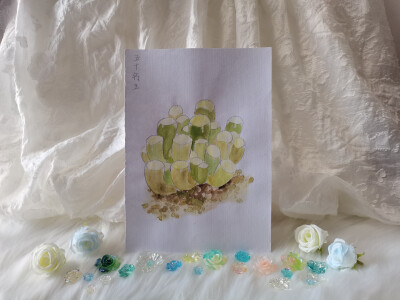 28 五十铃玉（绘画 | 水彩 | 果花甘02）
2018.05.05
说起多肉植物，大家总会想到厚厚的叶片，莲花一样的株型。好像大部分多肉植物都是这样。
但五十玲玉不同。个性的造型。参差不齐，大小错落，粗细疏密，充满了随…