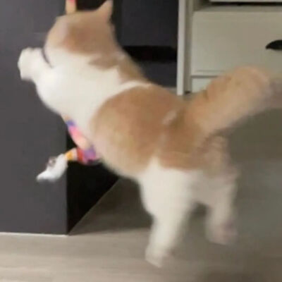 壁纸