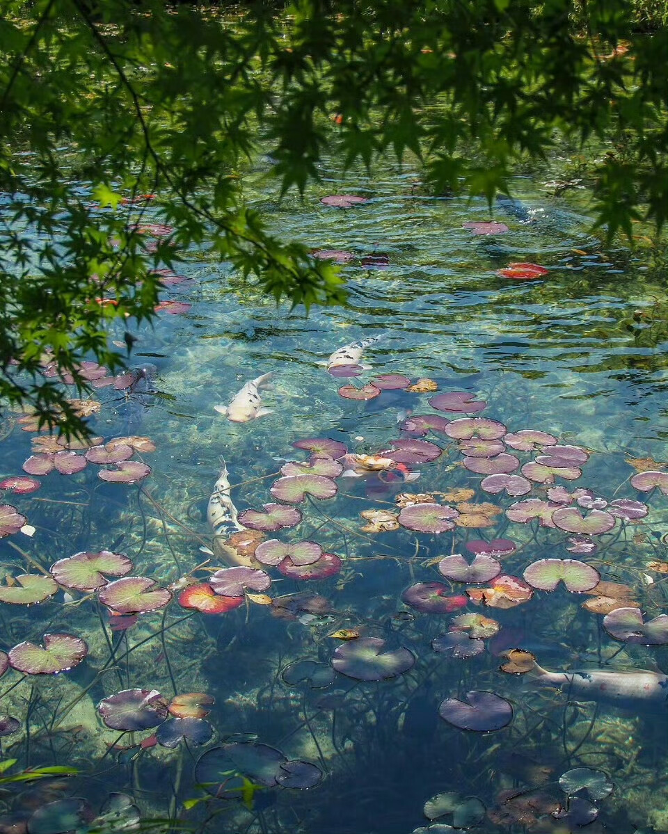 “微风正渡过春河。”
立春 ​