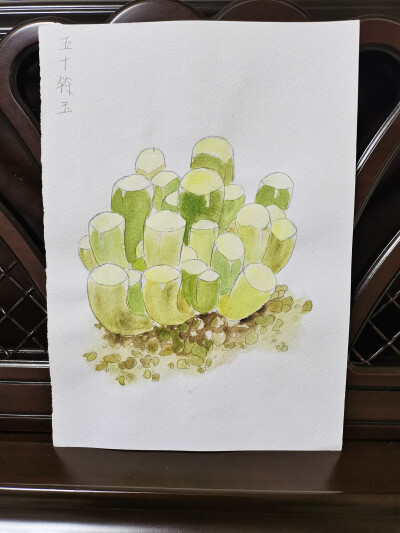 28 五十铃玉（绘画 | 水彩 | 果花甘02）
2018.05.05
说起多肉植物，大家总会想到厚厚的叶片，莲花一样的株型。好像大部分多肉植物都是这样。
但五十玲玉不同。个性的造型。参差不齐，大小错落，粗细疏密，充满了随…