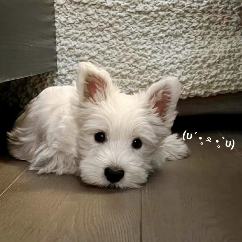 小可爱们