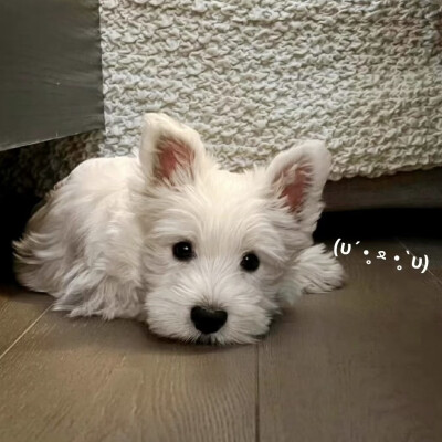 小可爱们