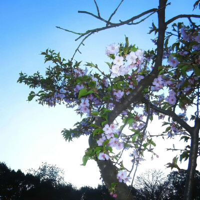 背景