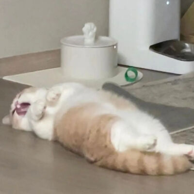 壁纸