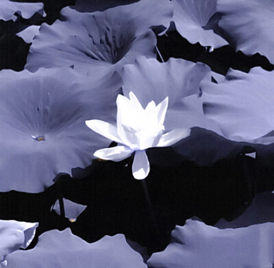 '' デイジーです_永不黯淡的星 ''