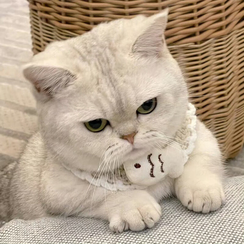小可爱们