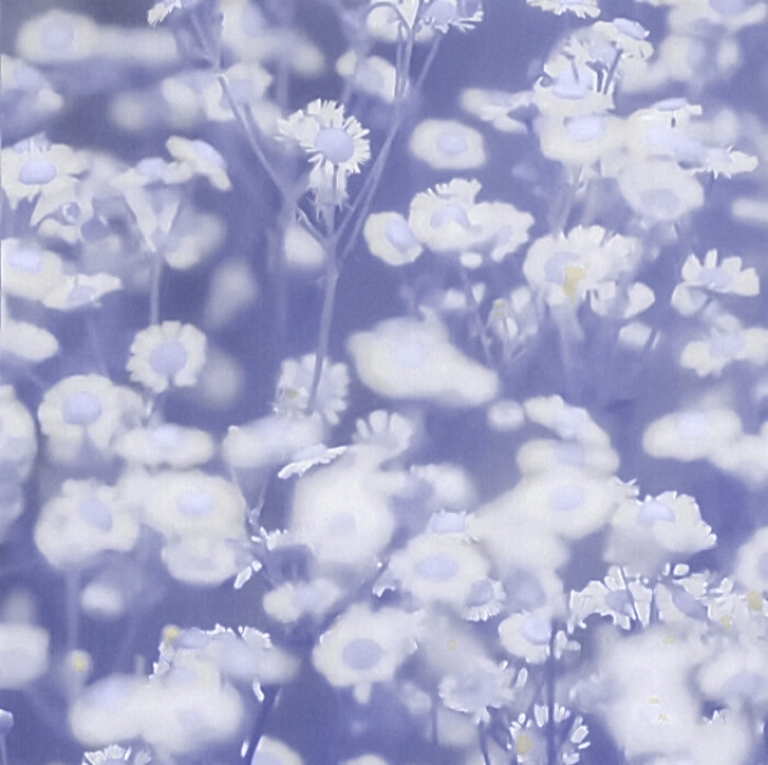 '' デイジーです_永不黯淡的星 ''