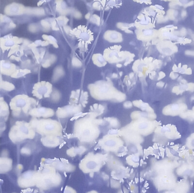 '' デイジーです_永不黯淡的星 ''