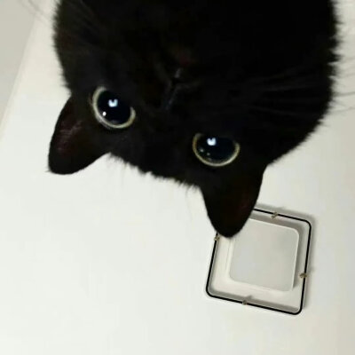 背景图^•͈༝•^ฅ