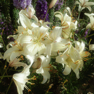 百合花背景图