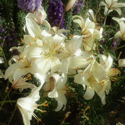 百合花背景图