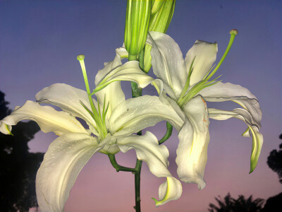 百合花背景图