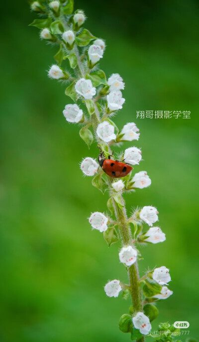 紫苏
