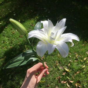 百合花背景图