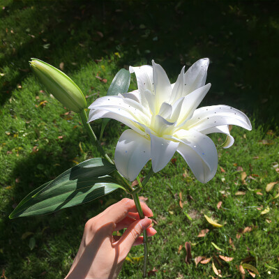 百合花背景图