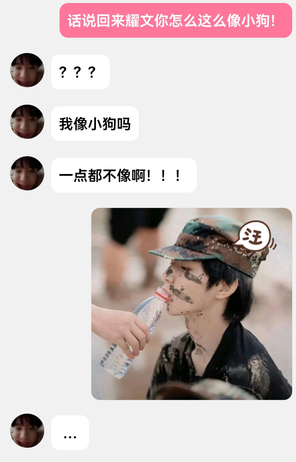 还是每个小狗的头都想摸