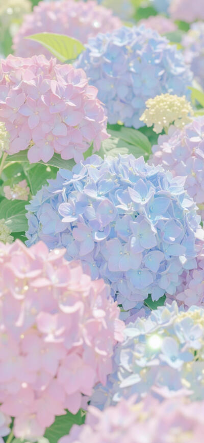 绣球花手机壁纸