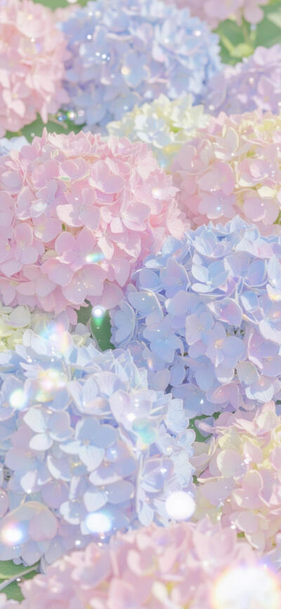 绣球花手机壁纸