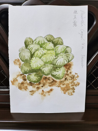 29 姬玉露（绘画 | 水彩 | 果花甘02）
2018.04.21
玉露，实在是太惊艳了。就像它们的名字，宝珠清润，冰灯莹婉。
玉露，总有一种看一眼就如饮琼浆的清爽。一看到这种多肉，就会被它的形象所惊艳。
姬玉露，阿福花…