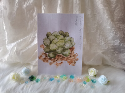 29 姬玉露（绘画 | 水彩 | 果花甘02）
2018.04.21
玉露，实在是太惊艳了。就像它们的名字，宝珠清润，冰灯莹婉。
玉露，总有一种看一眼就如饮琼浆的清爽。一看到这种多肉，就会被它的形象所惊艳。
姬玉露，阿福花…