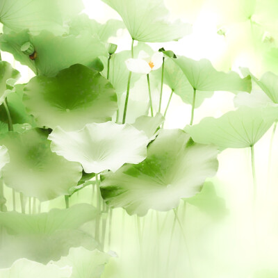 Tips.十字架的方向»Keine Blumen mehr