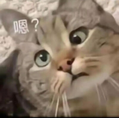 猫猫表情包