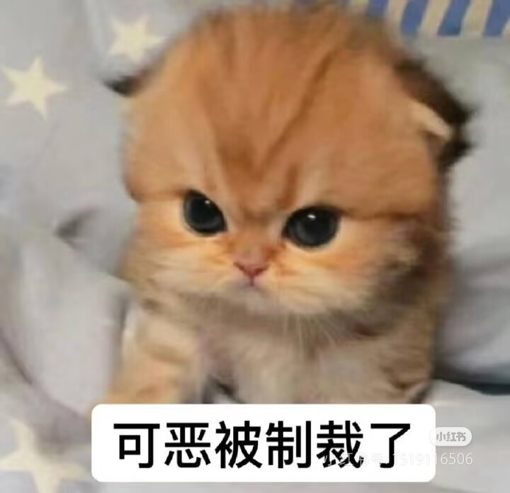 猫猫表情包