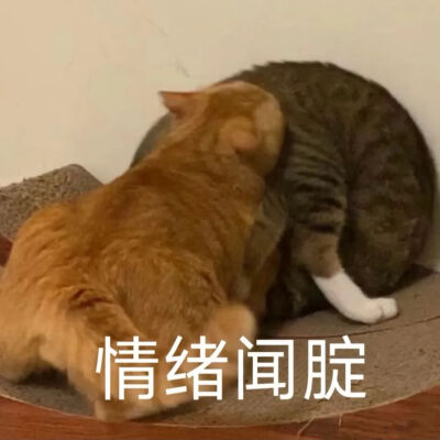 猫猫表情包