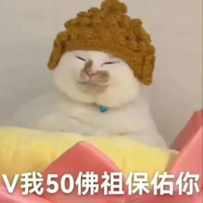 猫猫表情包
