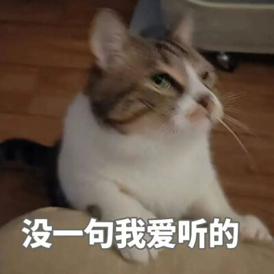 猫猫表情包