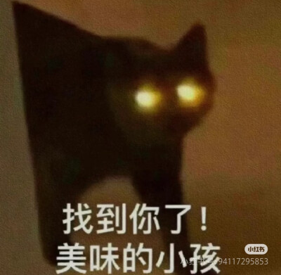 猫猫表情包