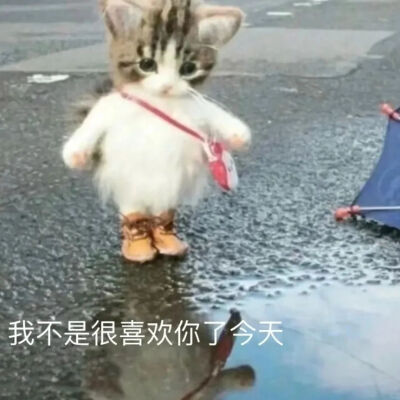 猫猫表情包