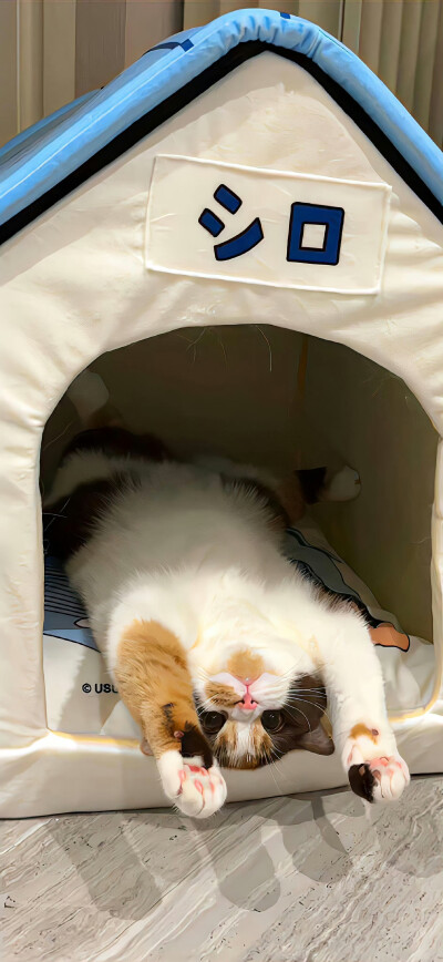 猫猫壁纸·图源微博
