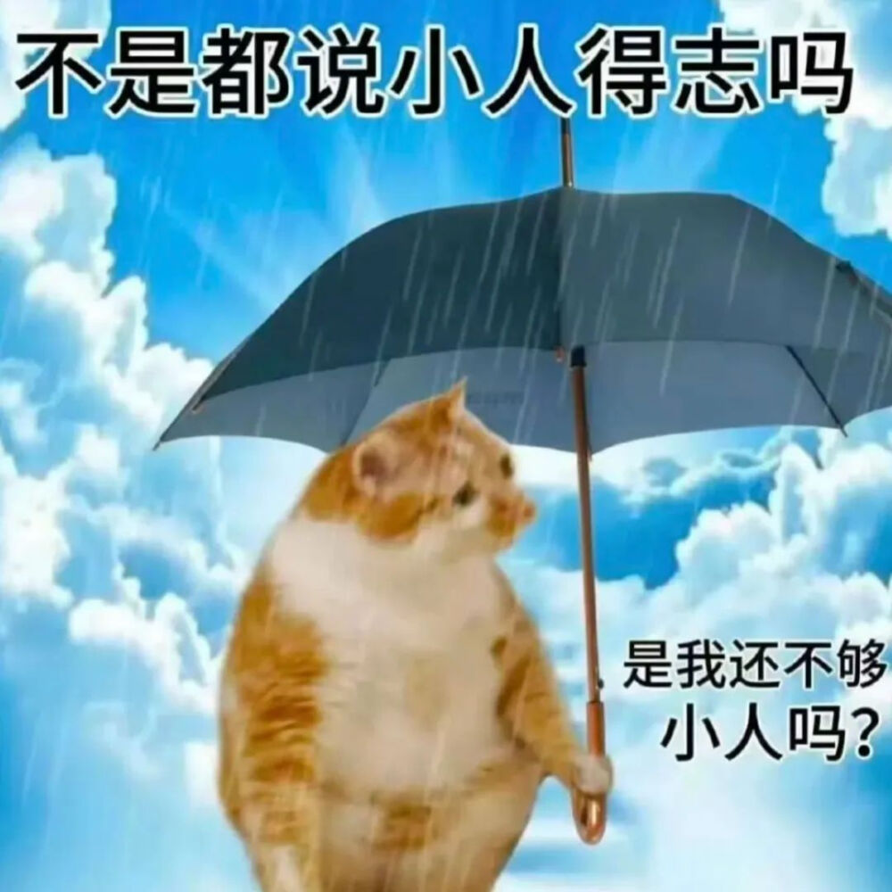 猫猫表情包