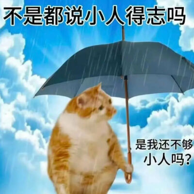 猫猫表情包