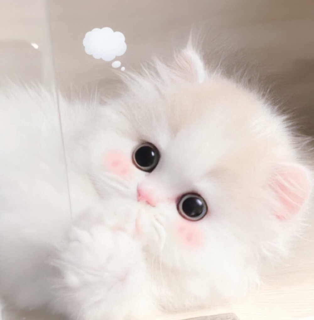 愿与愁