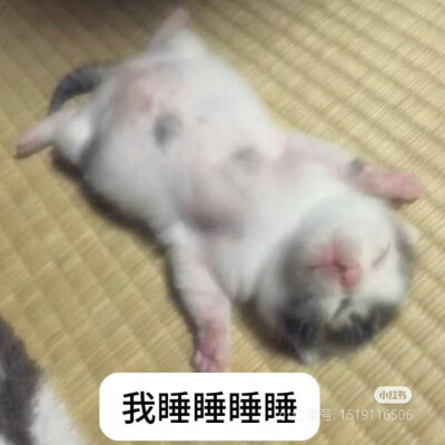 猫猫表情包