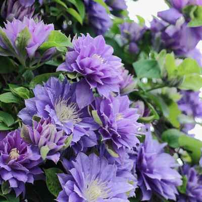 铁线莲花背景图