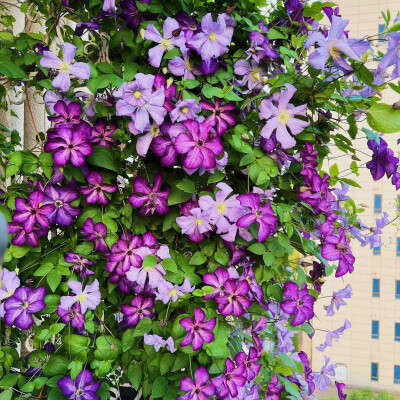 铁线莲花背景图
