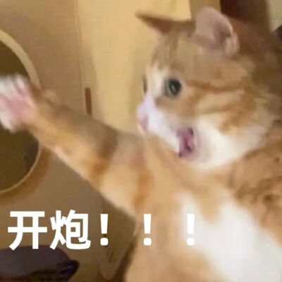 猫猫表情包