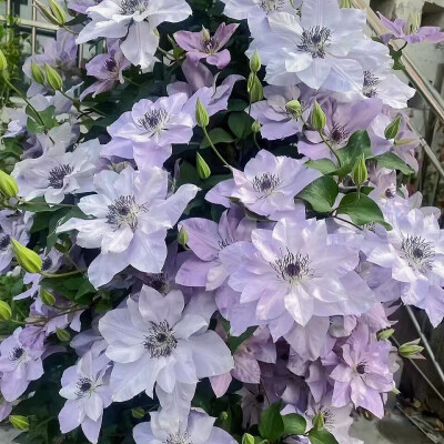 铁线莲花背景图