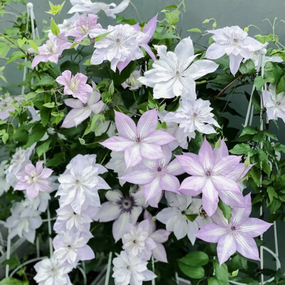 铁线莲花背景图