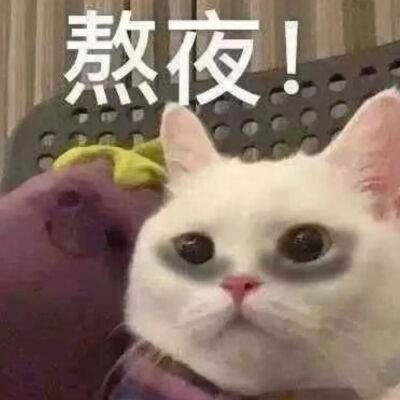 猫猫表情包