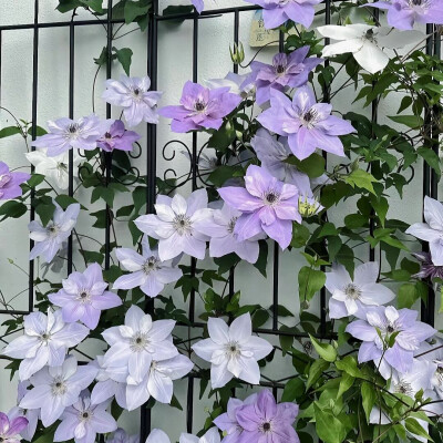 铁线莲花背景图