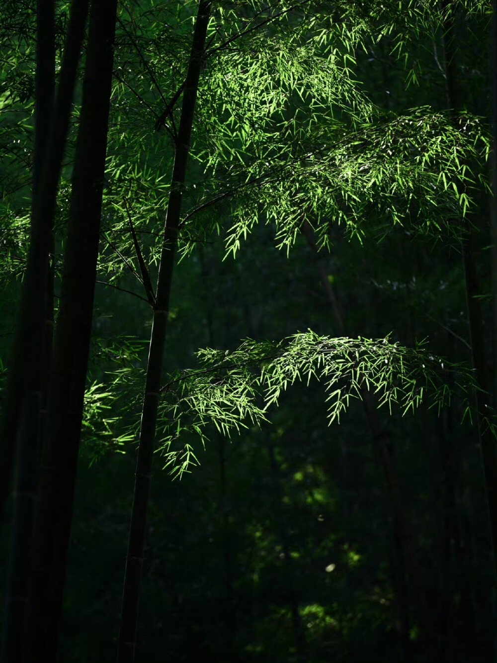 朋友圈背景图｜搬运网络 侵删